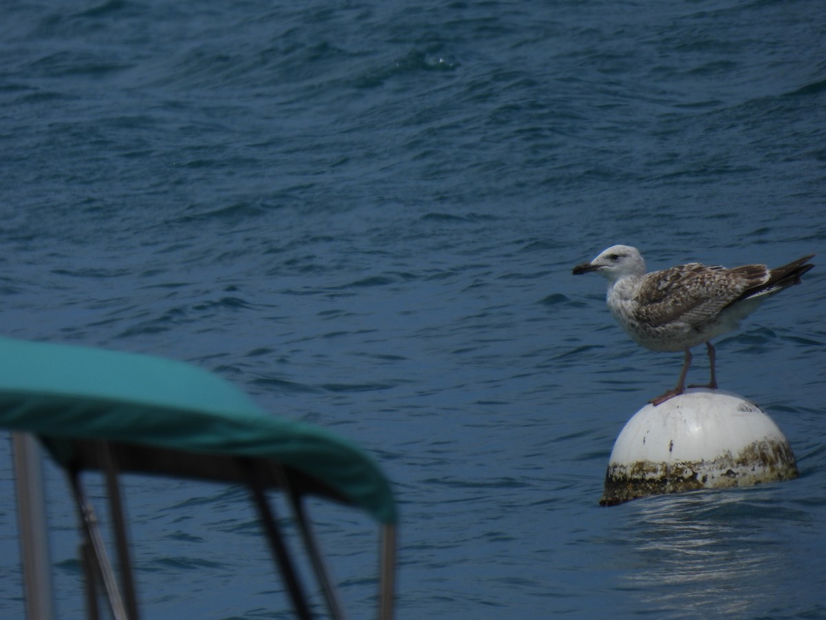 Gaviota Sombría - ML610440658