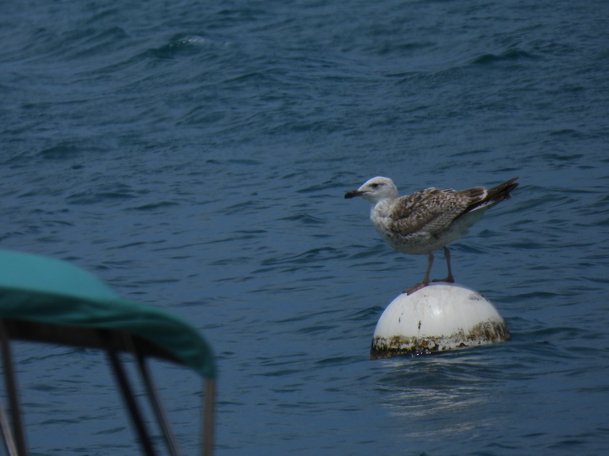 Lesser Black-backed Gull - ML610440659