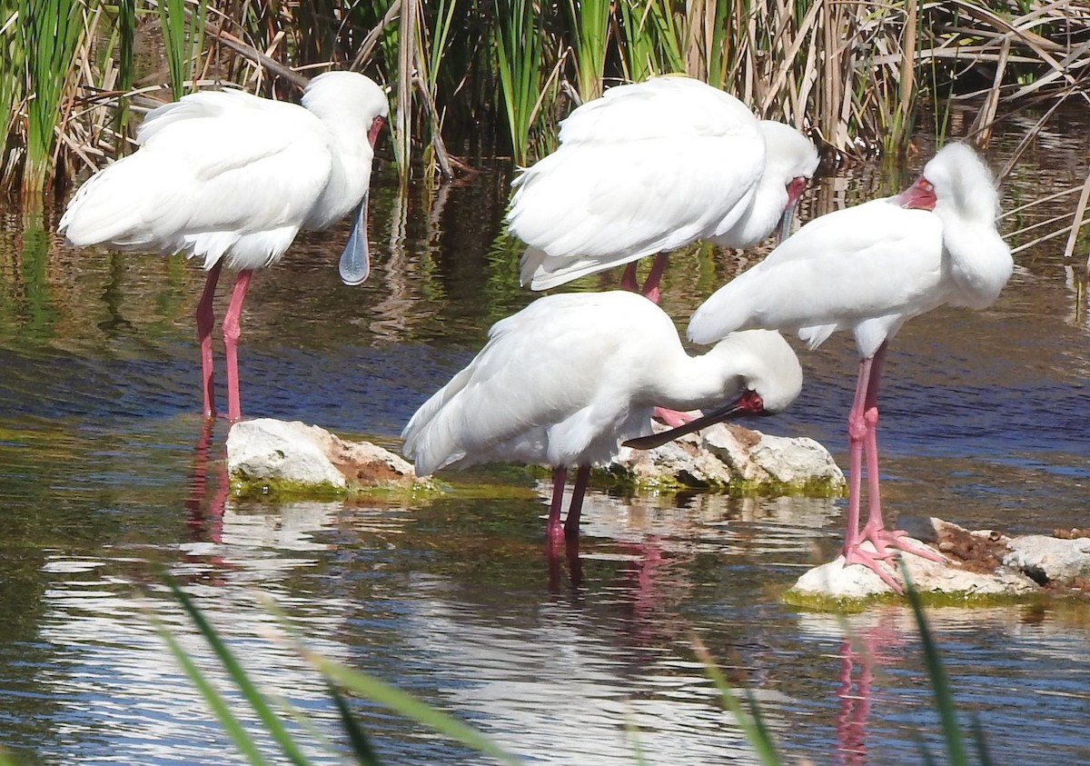 African Spoonbill - Dieter Oschadleus