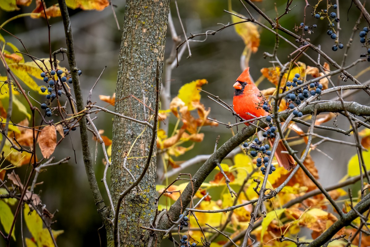 Northern Cardinal - Matt Saunders