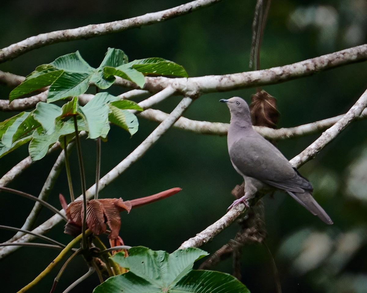 Plumbeous Pigeon - ML610441103