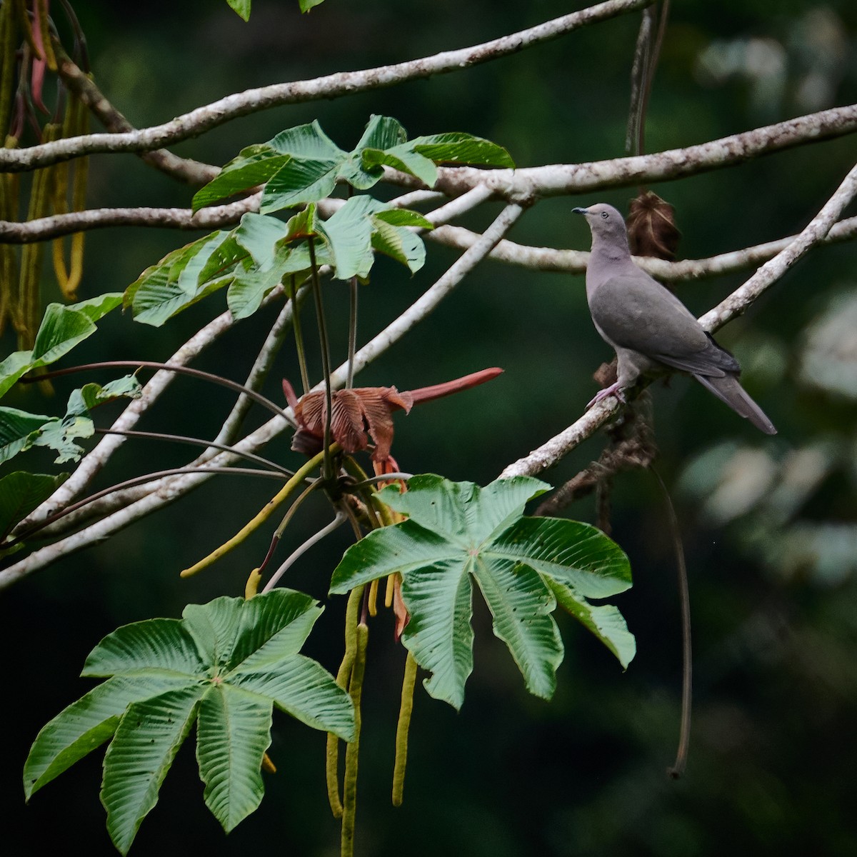 Pigeon plombé - ML610441104