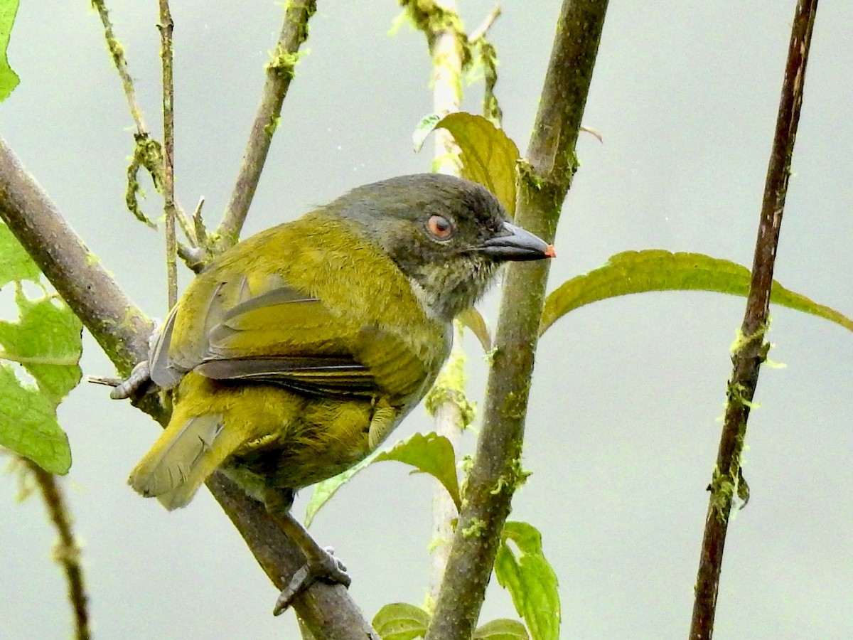 Dusky Chlorospingus - Michael Young