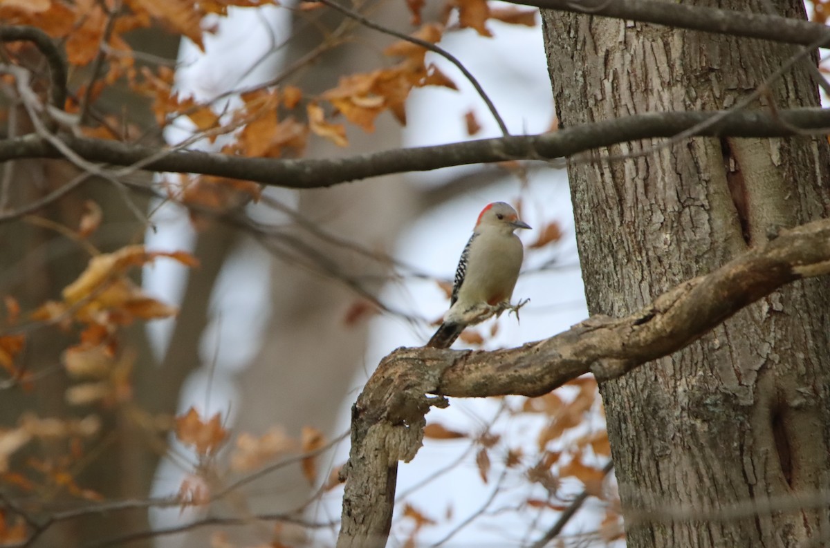 Red-bellied Woodpecker - ML610441233
