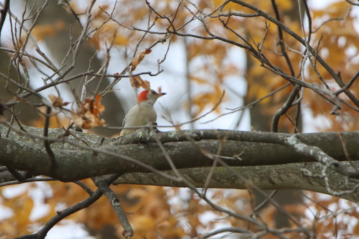 Red-bellied Woodpecker - ML610441238