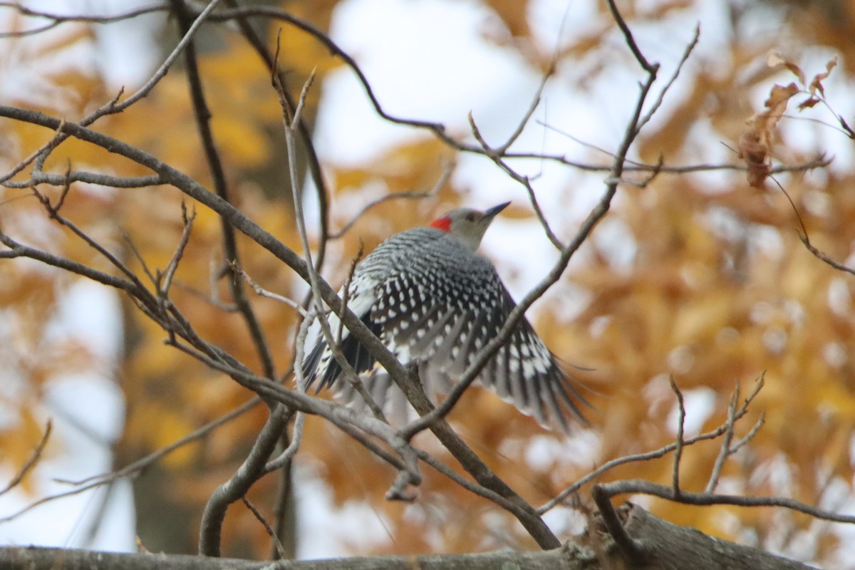 Red-bellied Woodpecker - Sandy C
