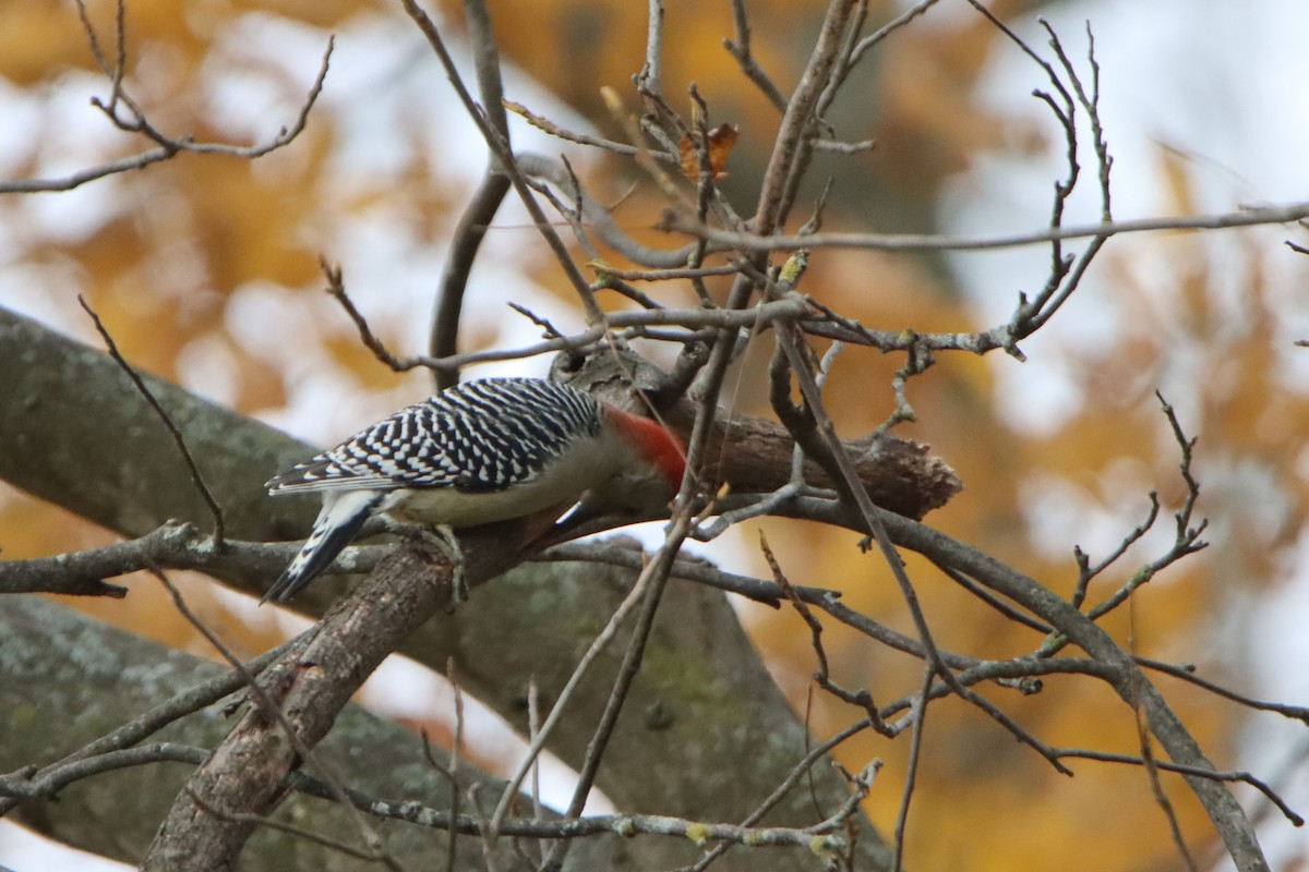 Red-bellied Woodpecker - ML610441261