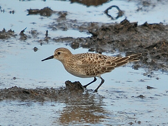 Baird's Sandpiper - ML610441291