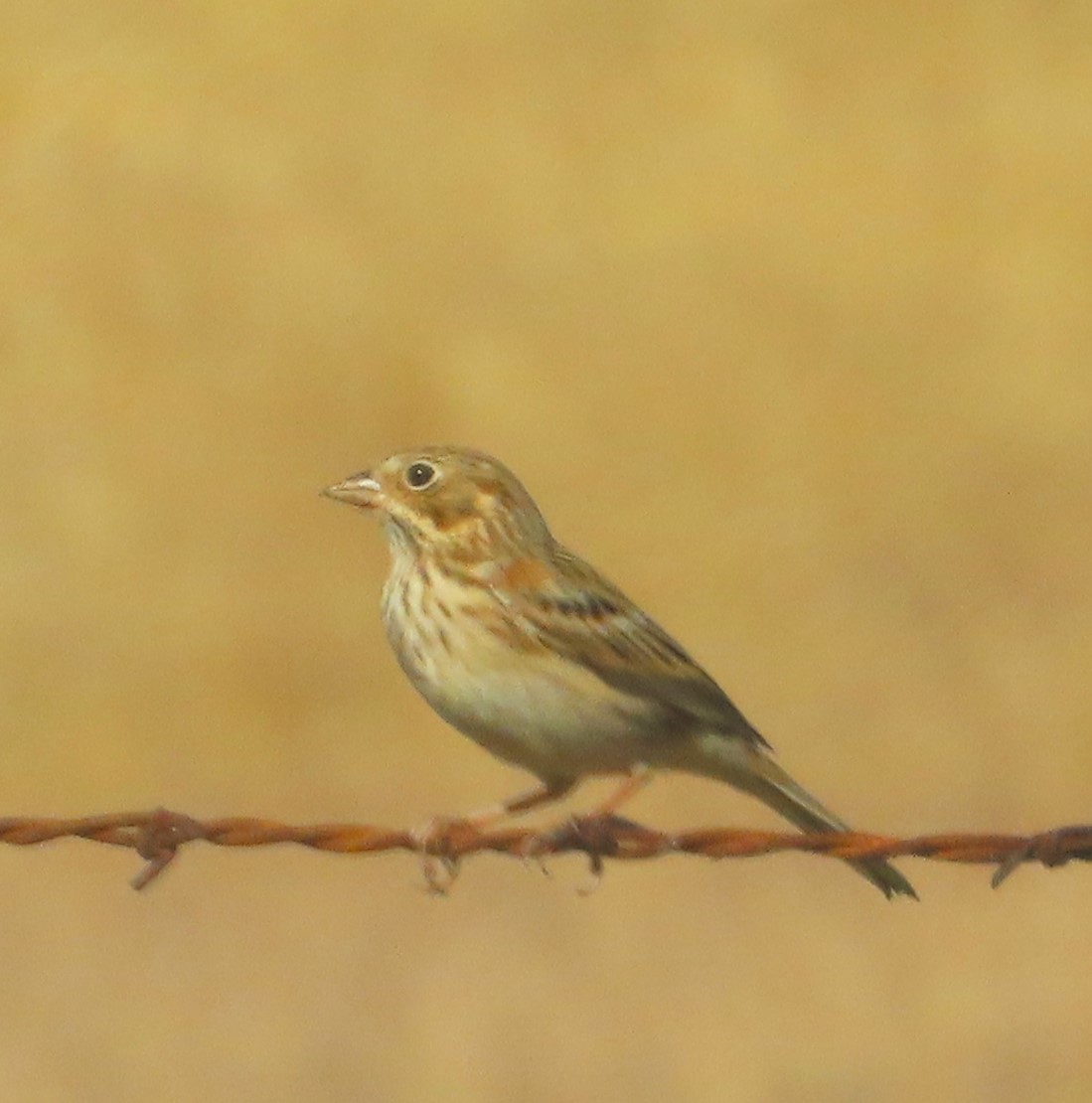 Vesper Sparrow - ML610441358