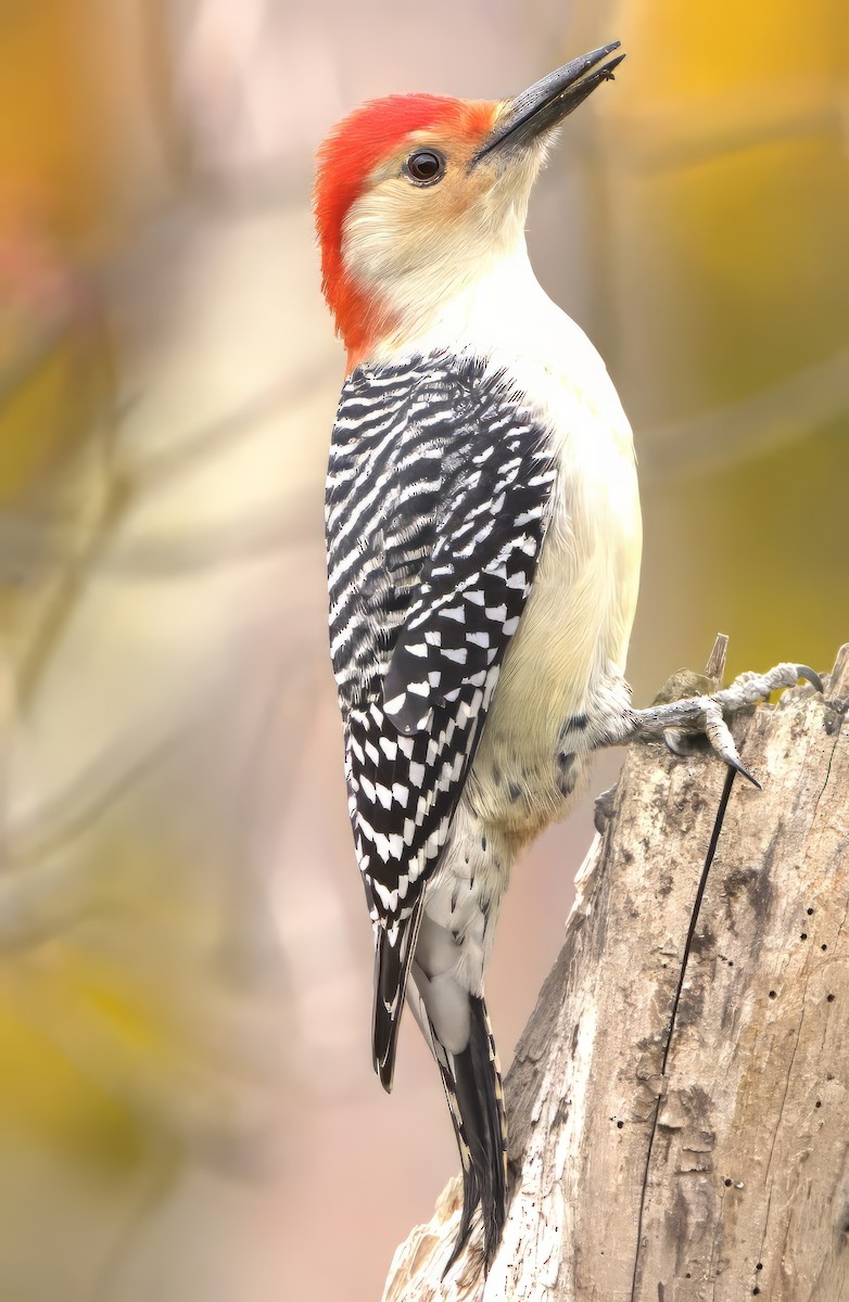 Red-bellied Woodpecker - ML610441389