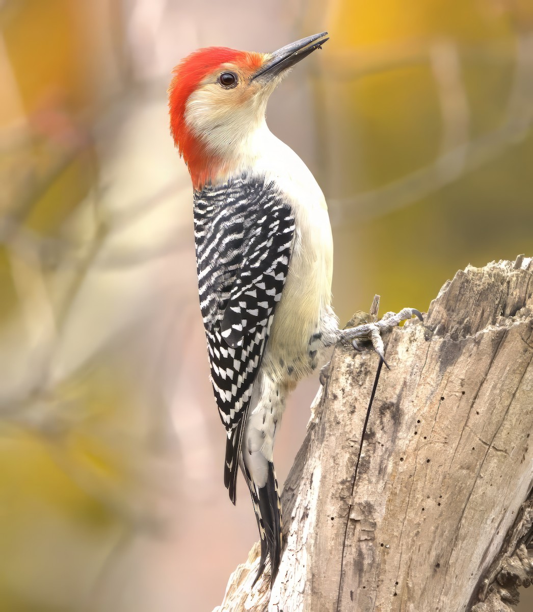 Red-bellied Woodpecker - ML610441390
