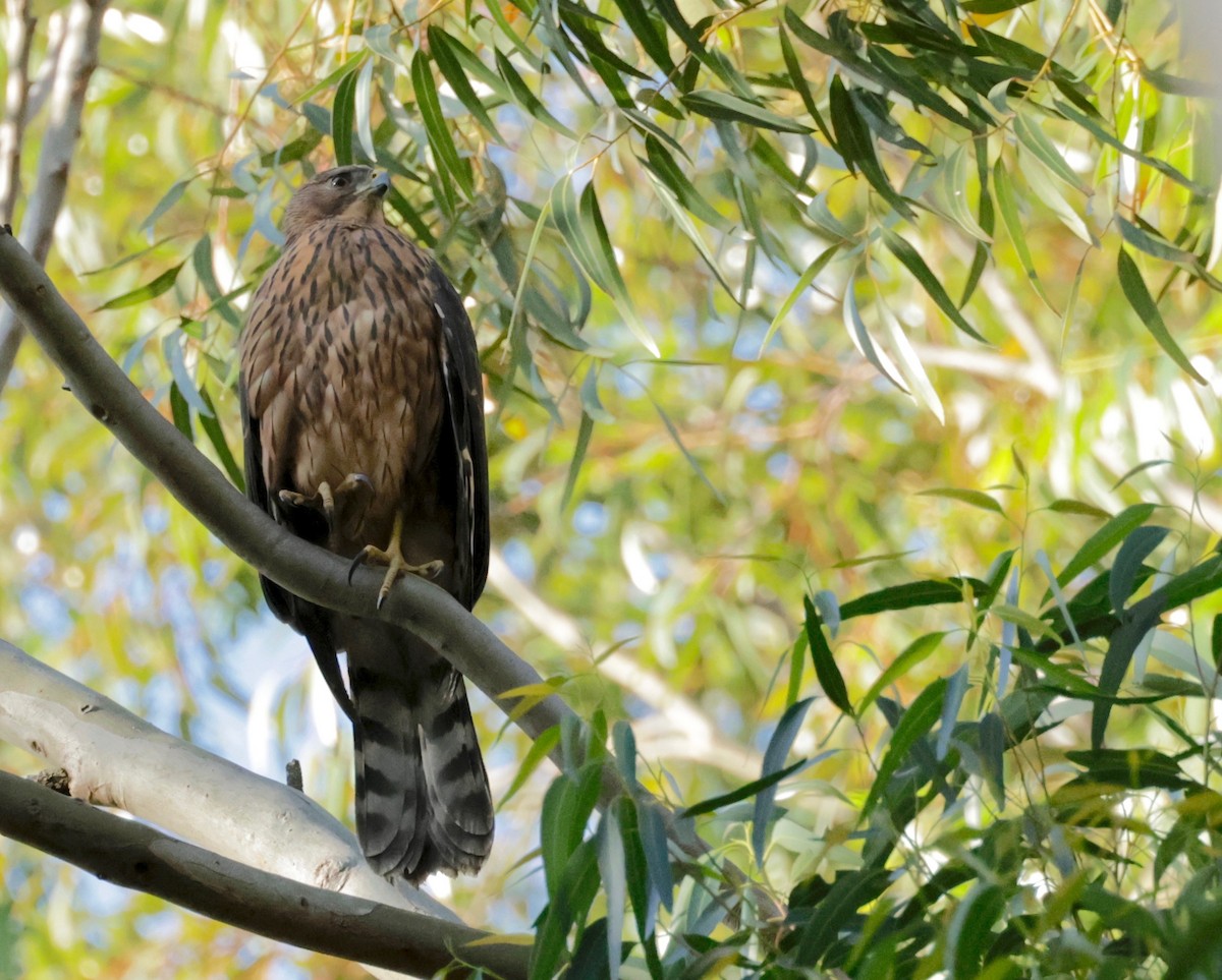 Black Goshawk - ML610441408