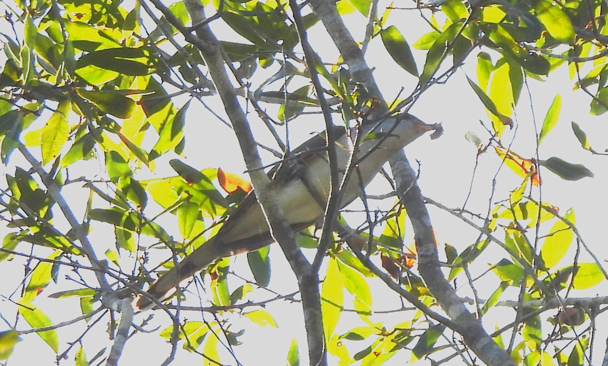 Yellow-billed Cuckoo - ML610441606