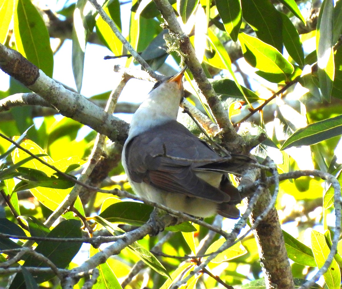 Yellow-billed Cuckoo - ML610441616