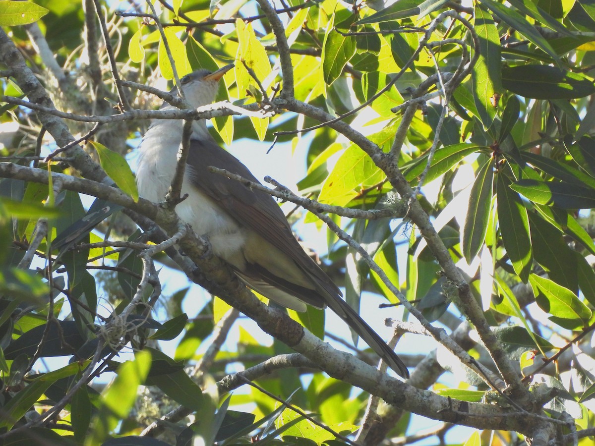 Yellow-billed Cuckoo - ML610441629