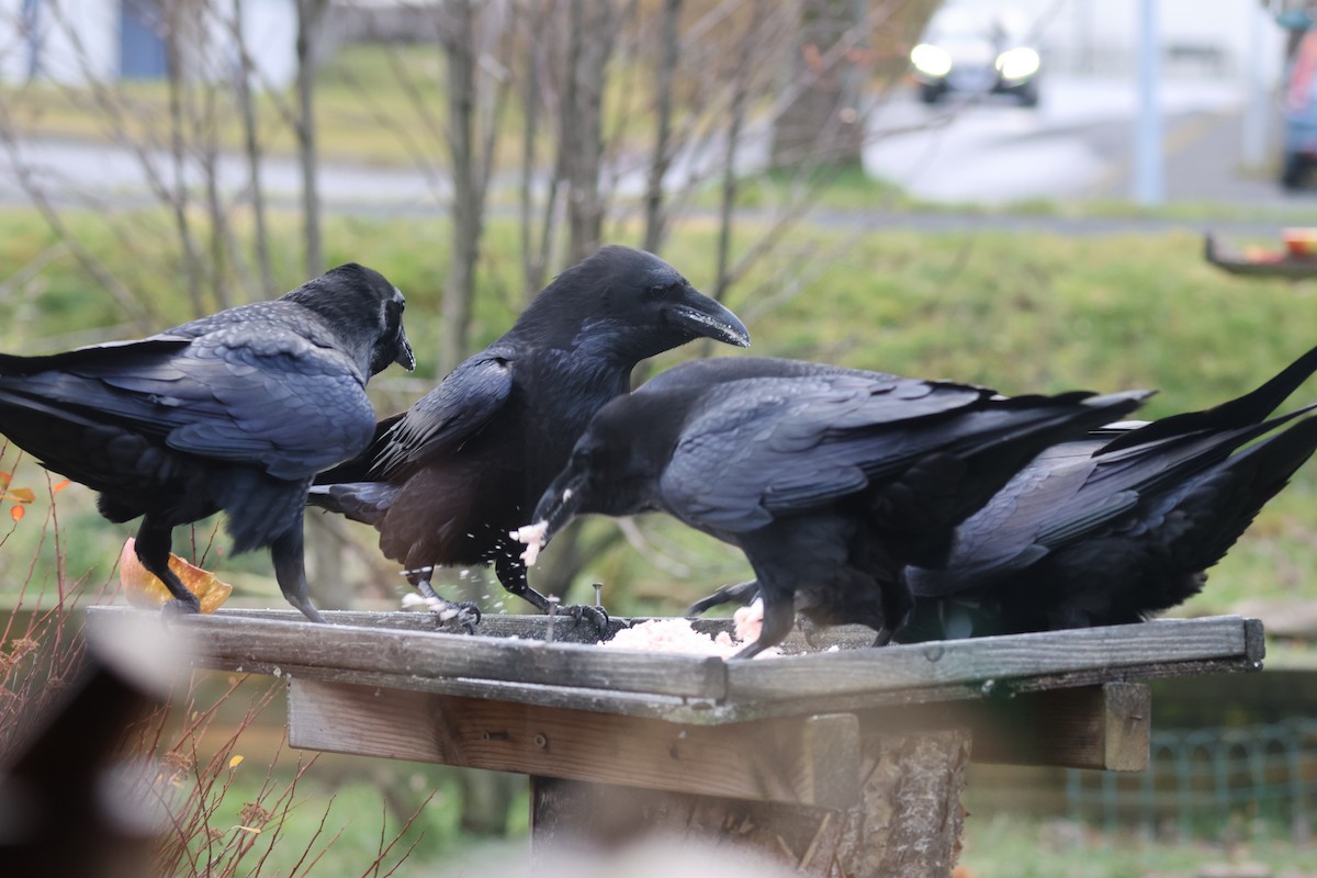 Common Raven - Ingvar Atli Sigurðsson