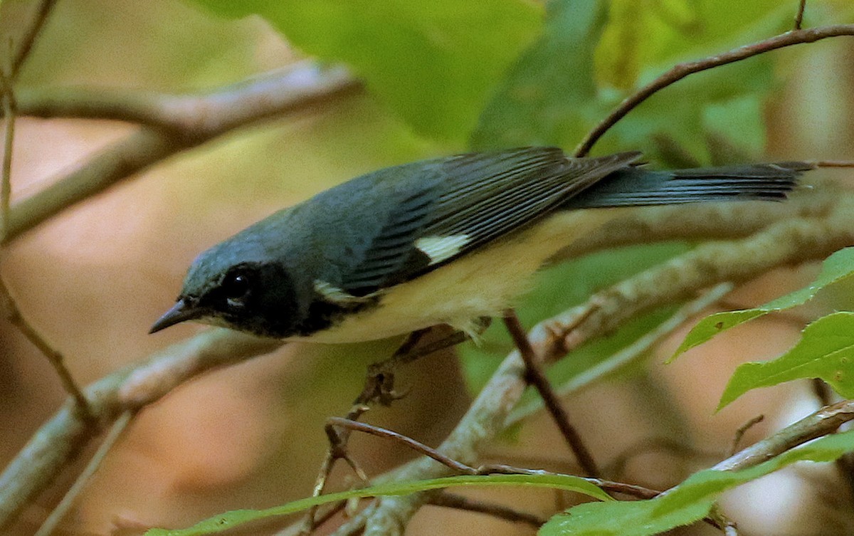 Black-throated Blue Warbler - ML610441675