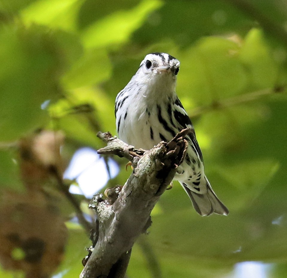 Black-and-white Warbler - ML610441770