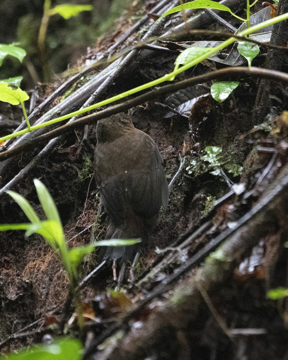 Middle American Leaftosser - ML610441783