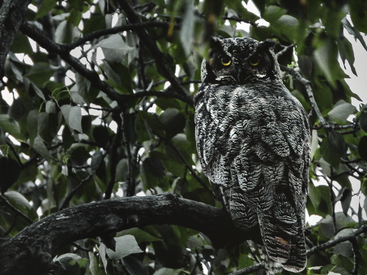 Great Horned Owl - Jacob Condon