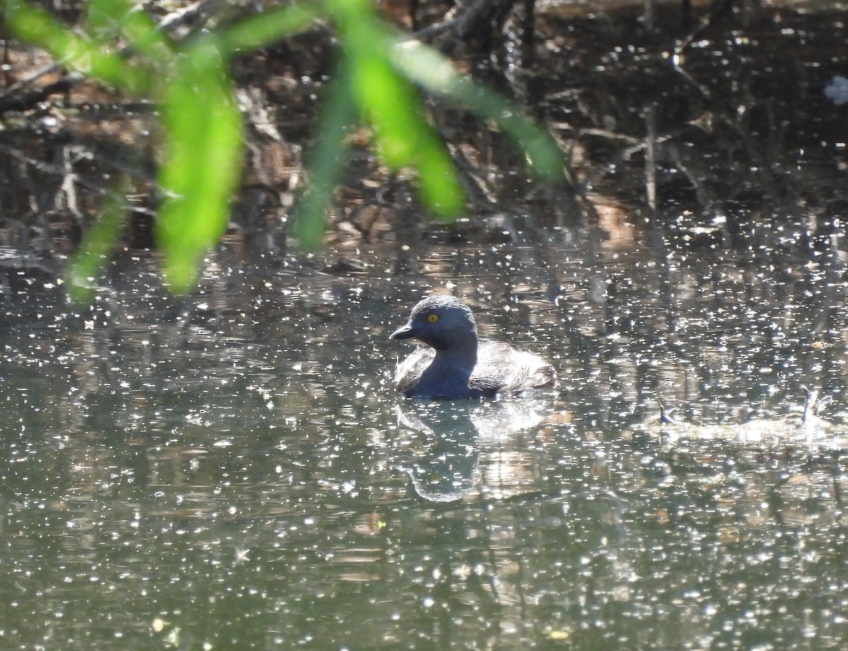 Least Grebe - ML610441826