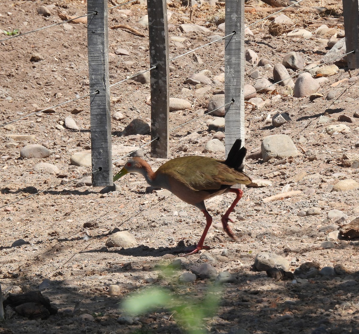 Giant Wood-Rail - ML610441831