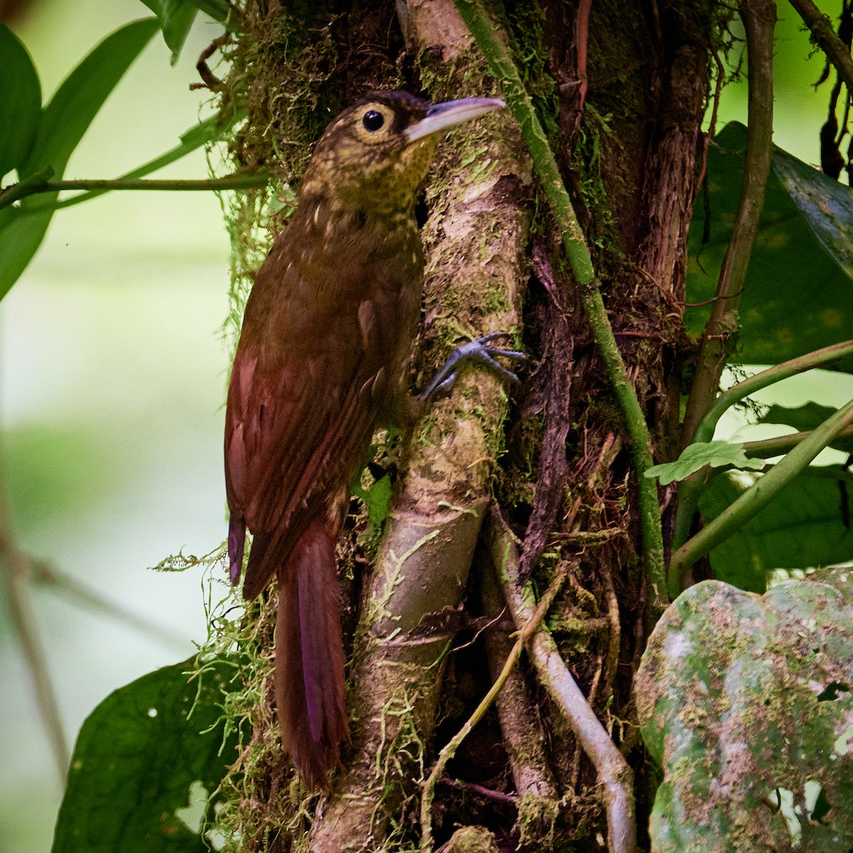 Spotted Woodcreeper (Berlepsch's) - ML610441841