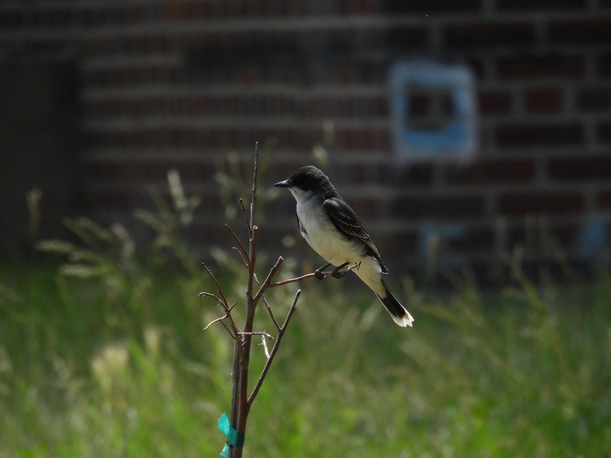 Eastern Kingbird - ML610441849