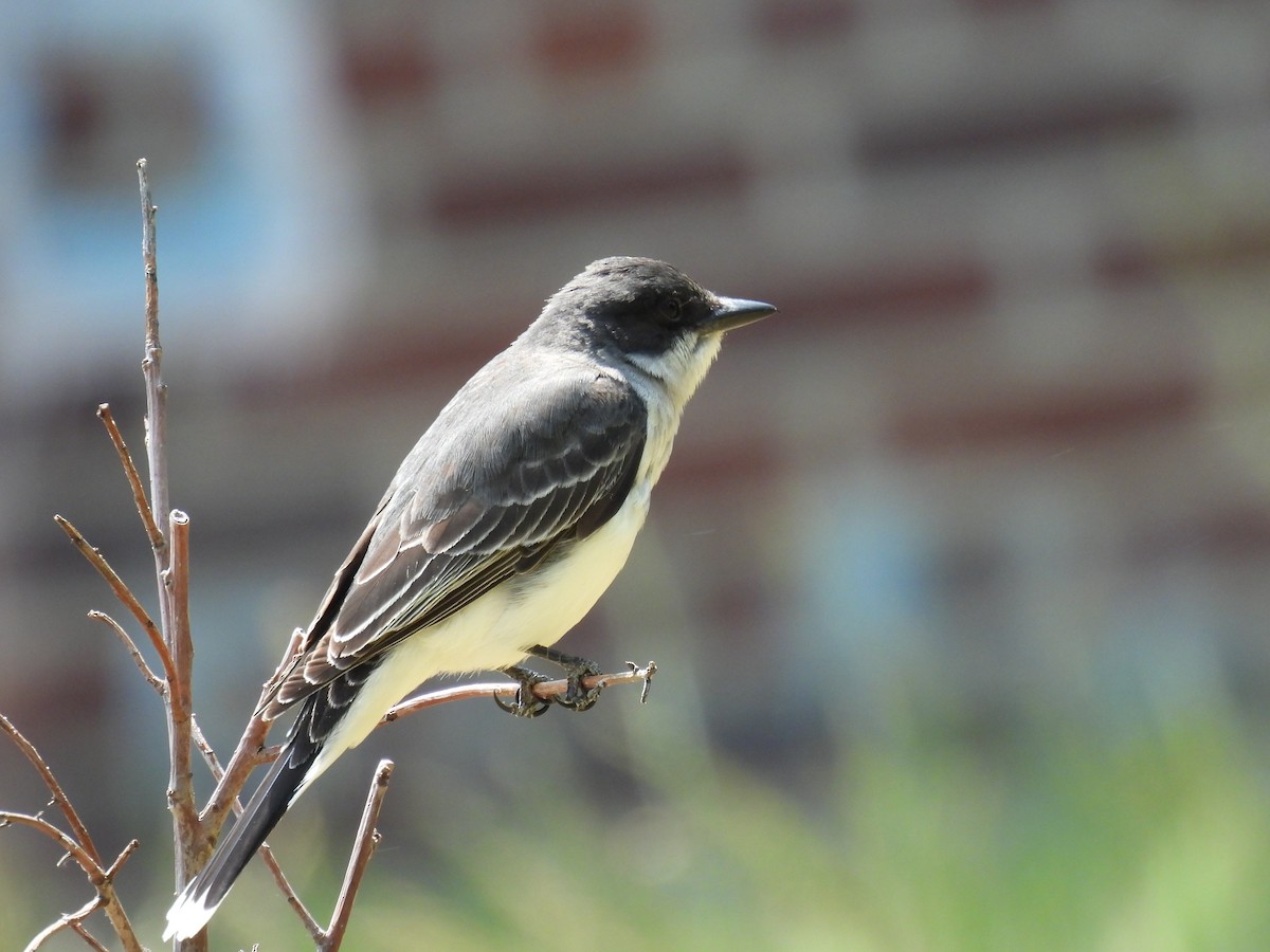 Eastern Kingbird - ML610441854