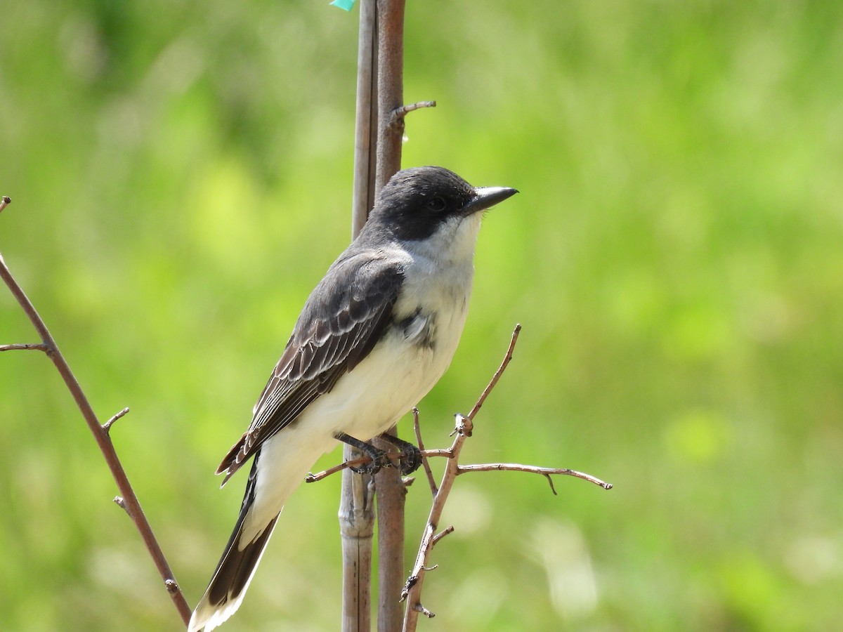 Eastern Kingbird - ML610441855