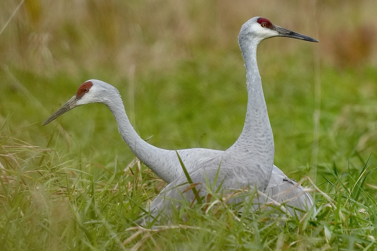 Sandhill Crane - Stacy Rabinovitz