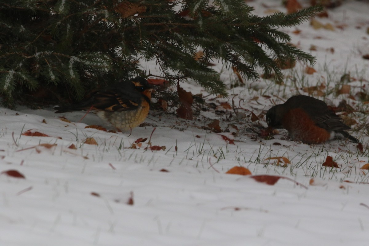 Varied Thrush - ML610441917