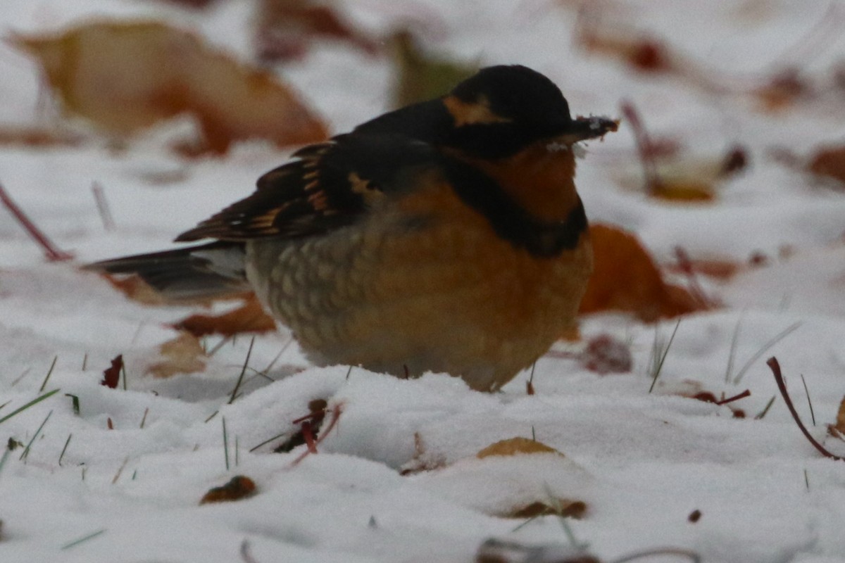 Varied Thrush - ML610441936