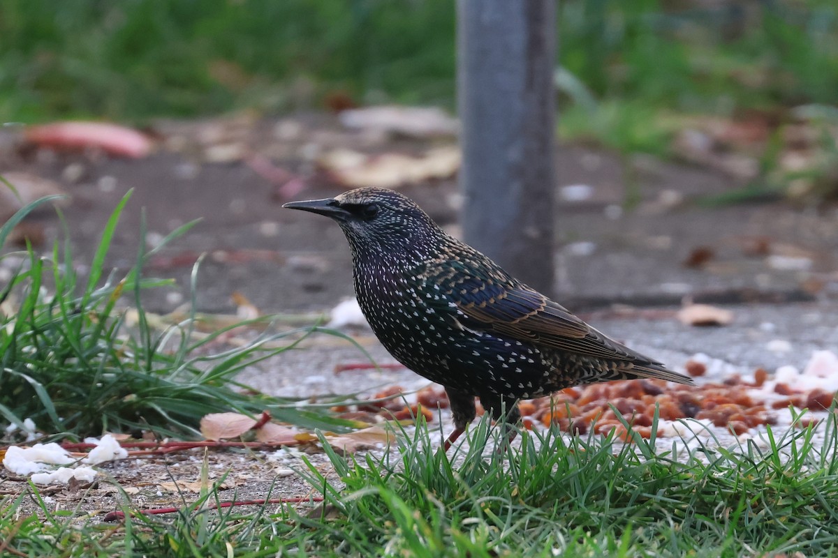 European Starling - ML610441952