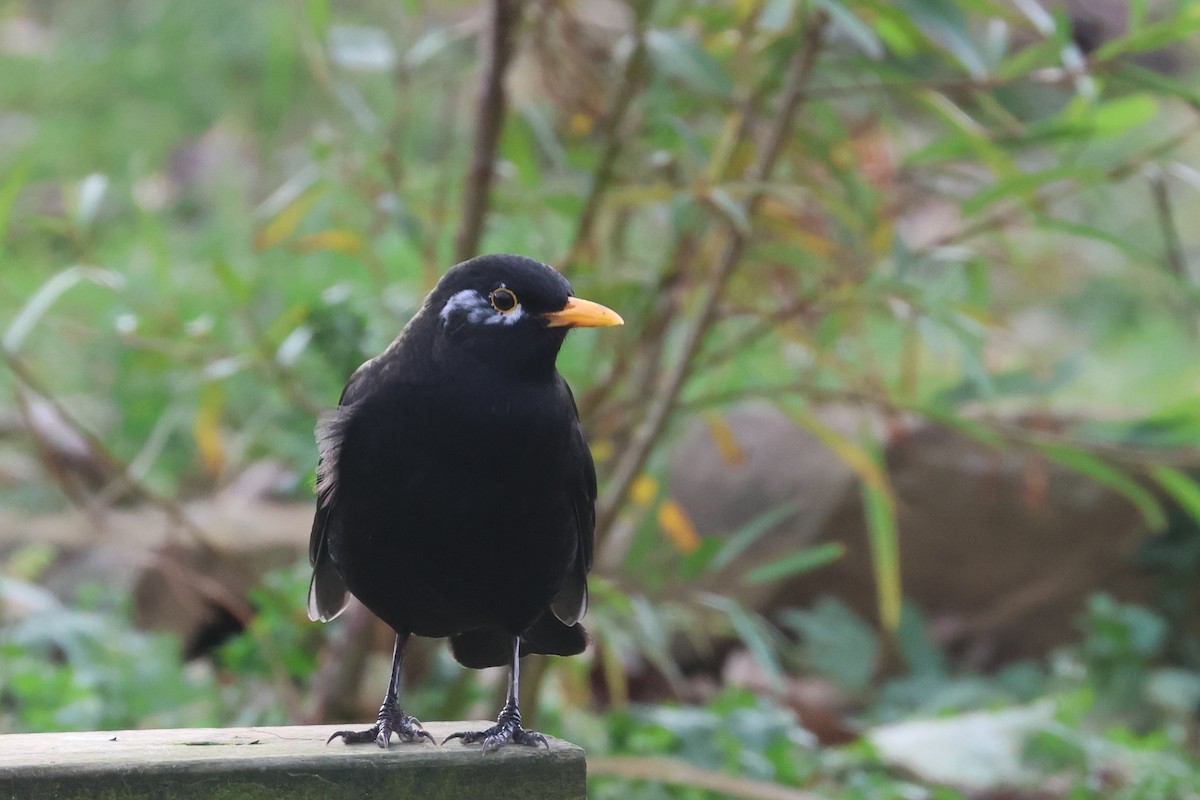 Eurasian Blackbird - ML610441987