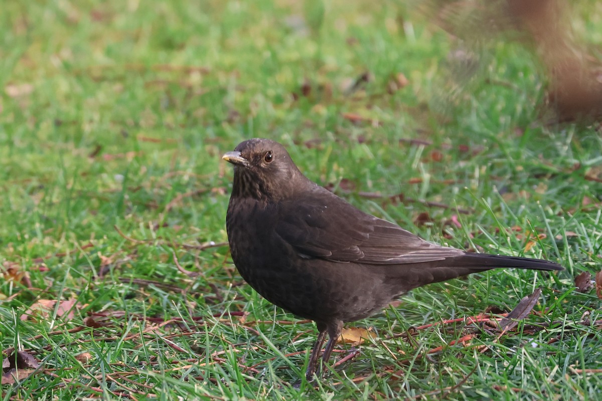 Eurasian Blackbird - ML610441988