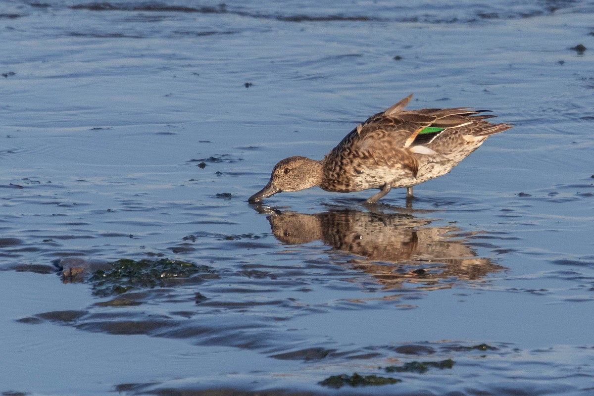 Green-winged Teal - ML610442027
