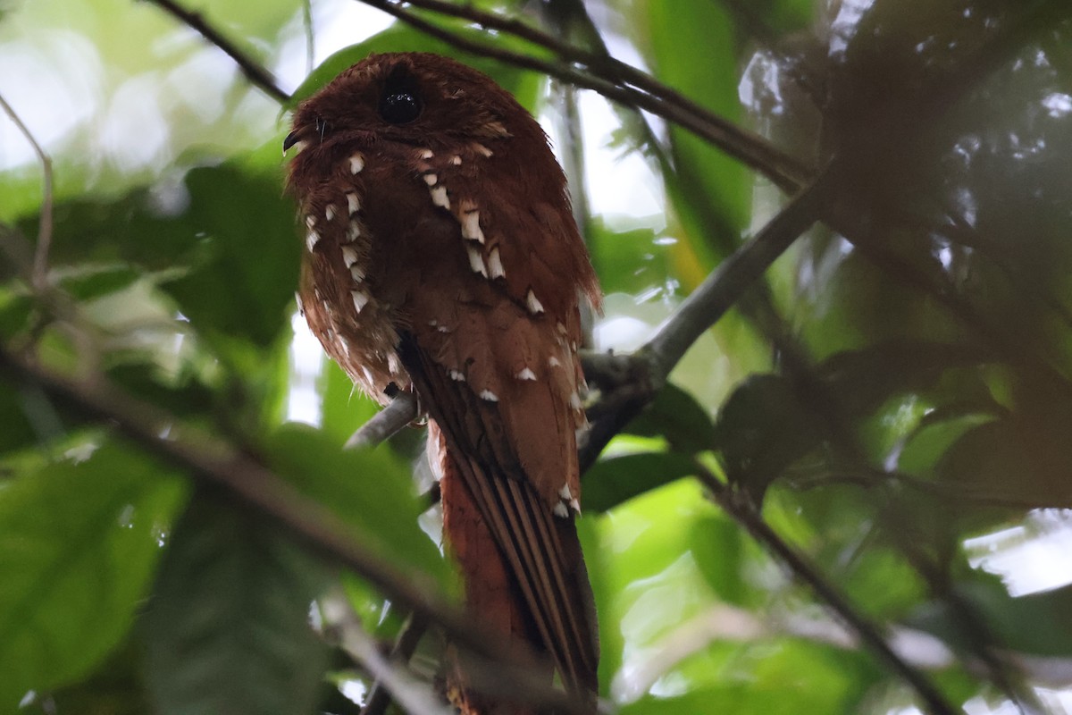 Rufous Potoo - ML610442045