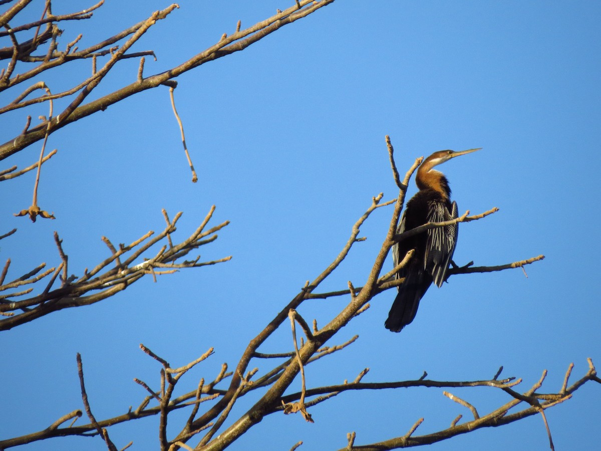 African Darter - ML610442189