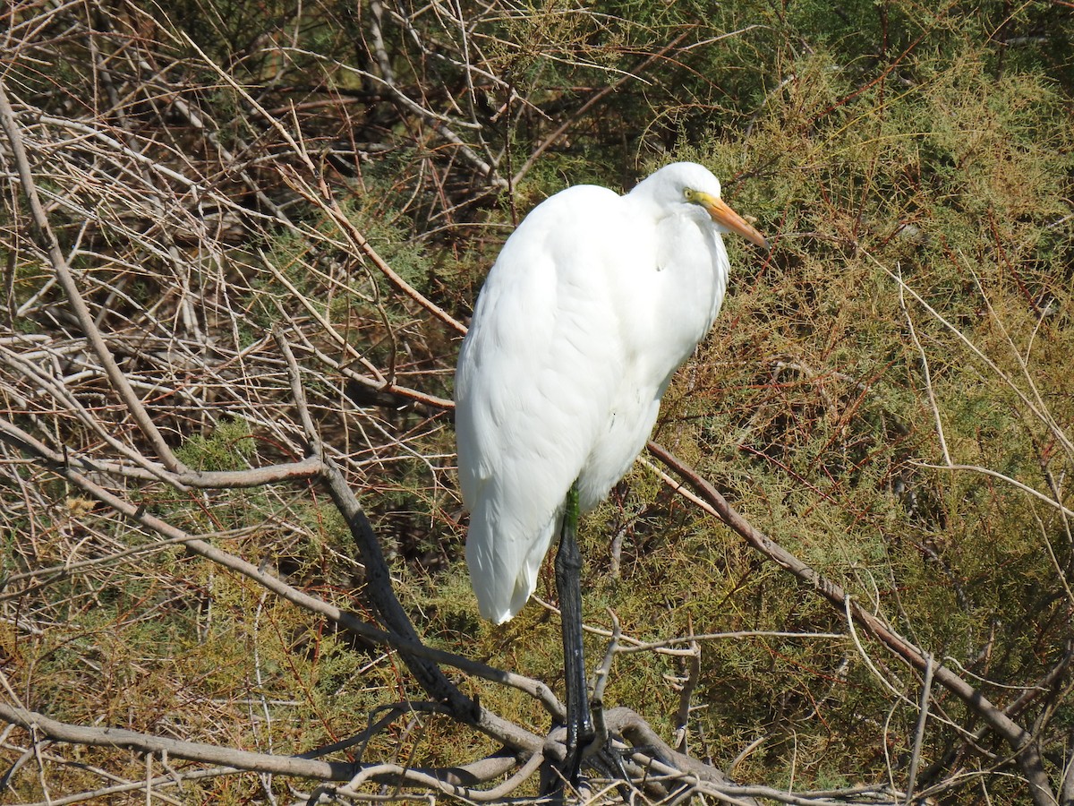 Great Egret - ML610442209