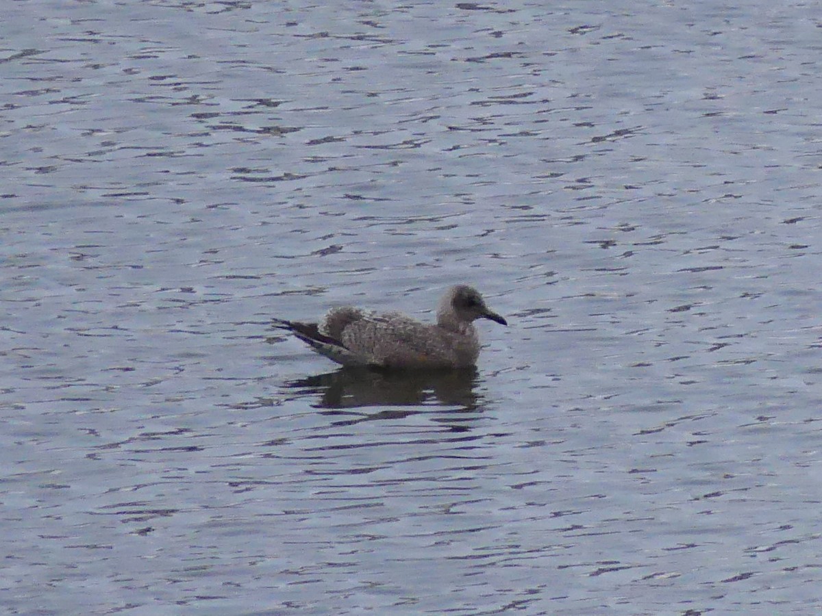 Gaviota Groenlandesa - ML610442394