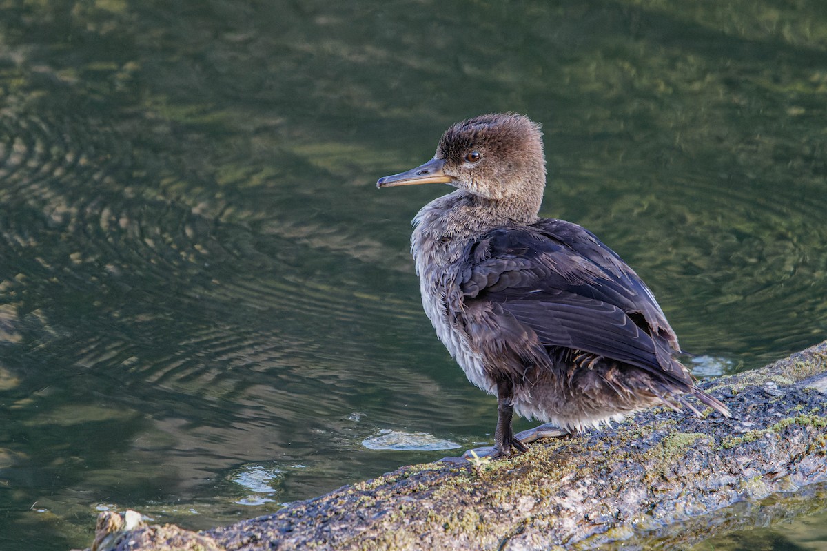 Hooded Merganser - ML610442398