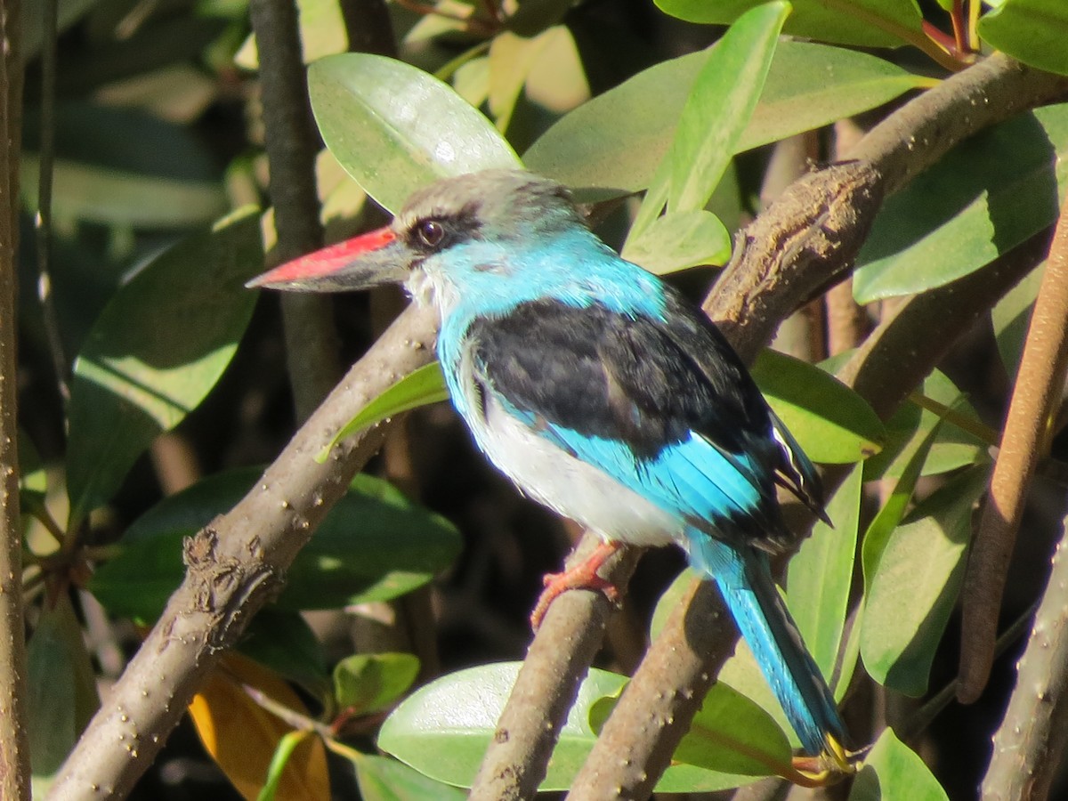 Blue-breasted Kingfisher - ML610442508