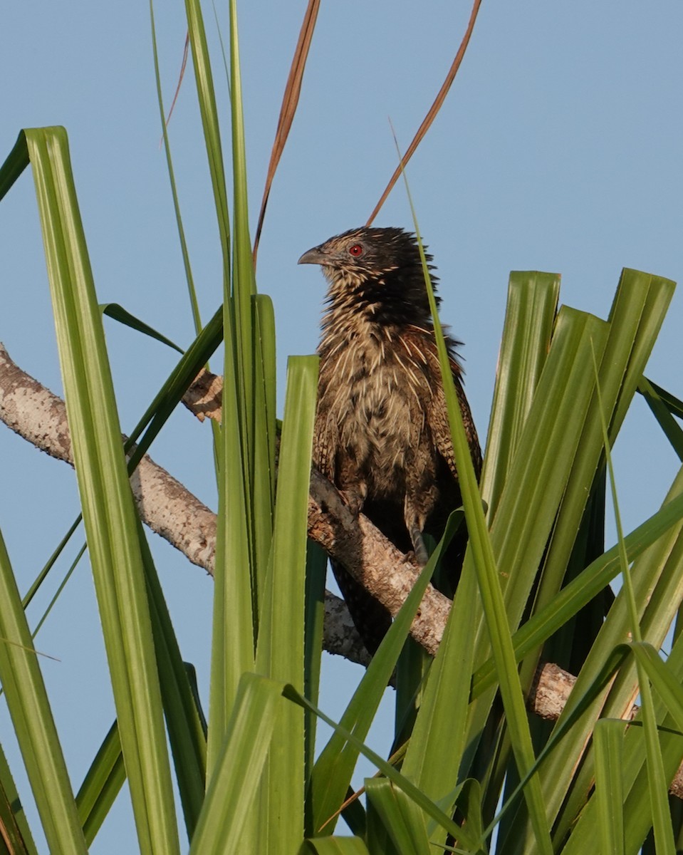 Pheasant Coucal - ML610442512