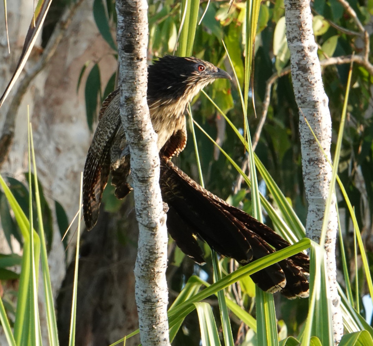 Pheasant Coucal - ML610442513