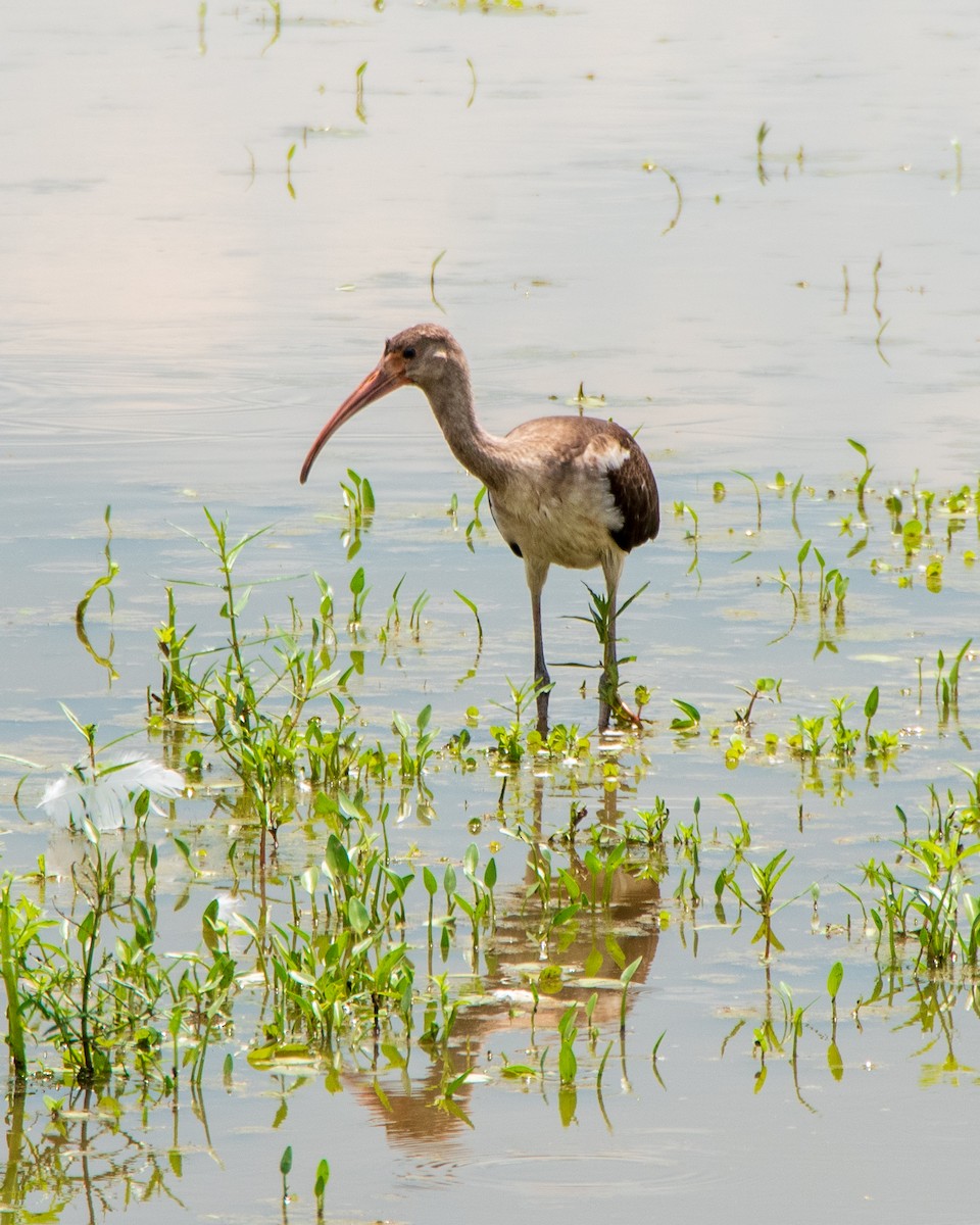 ibis bílý - ML610442618