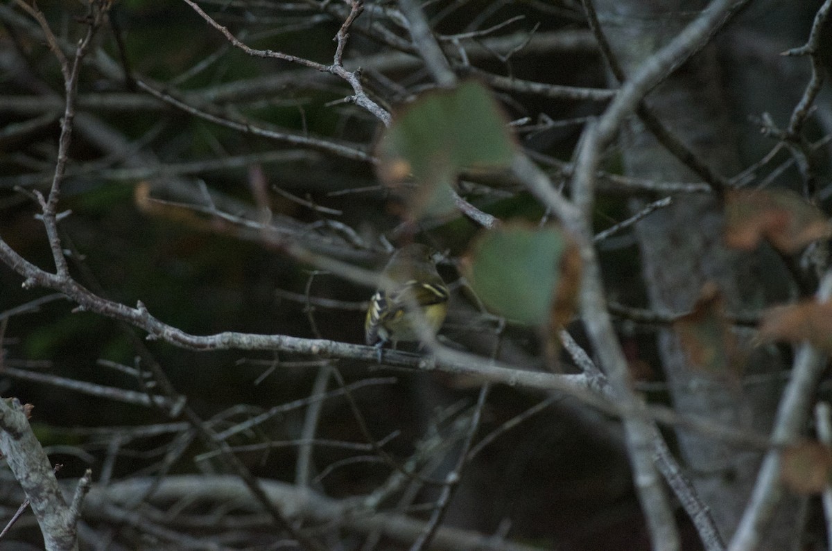 Vireo Ojiblanco - ML610442646