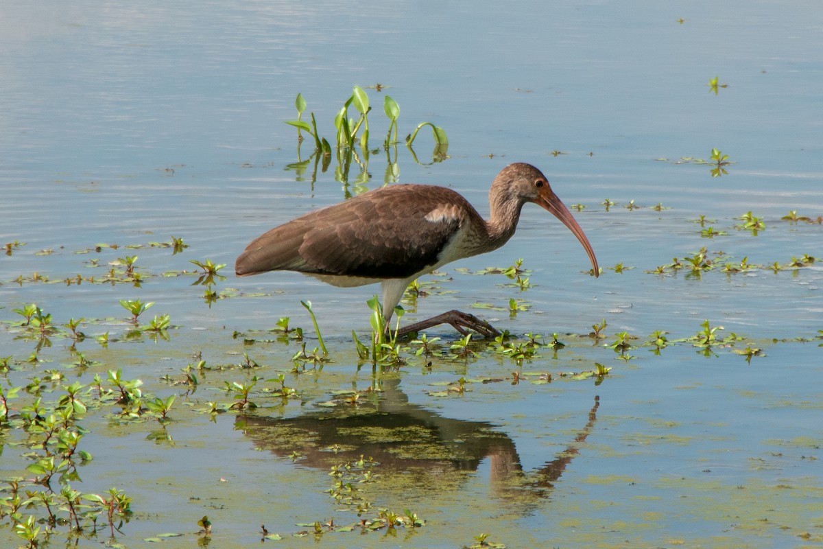 ibis bílý - ML610442696