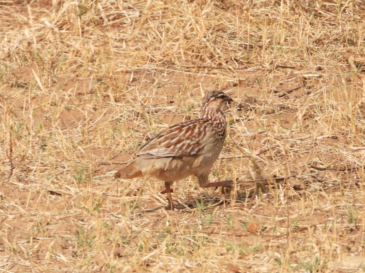 Crested Francolin - ML610442707