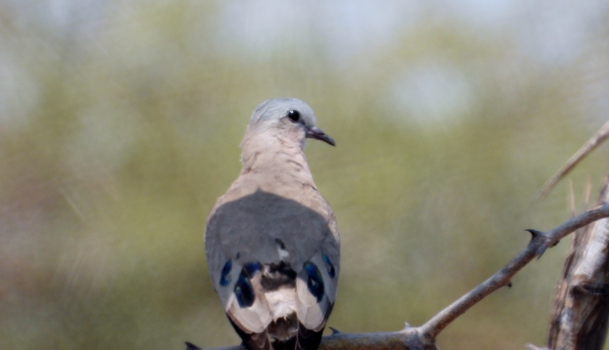 Emerald-spotted Wood-Dove - ML610442722